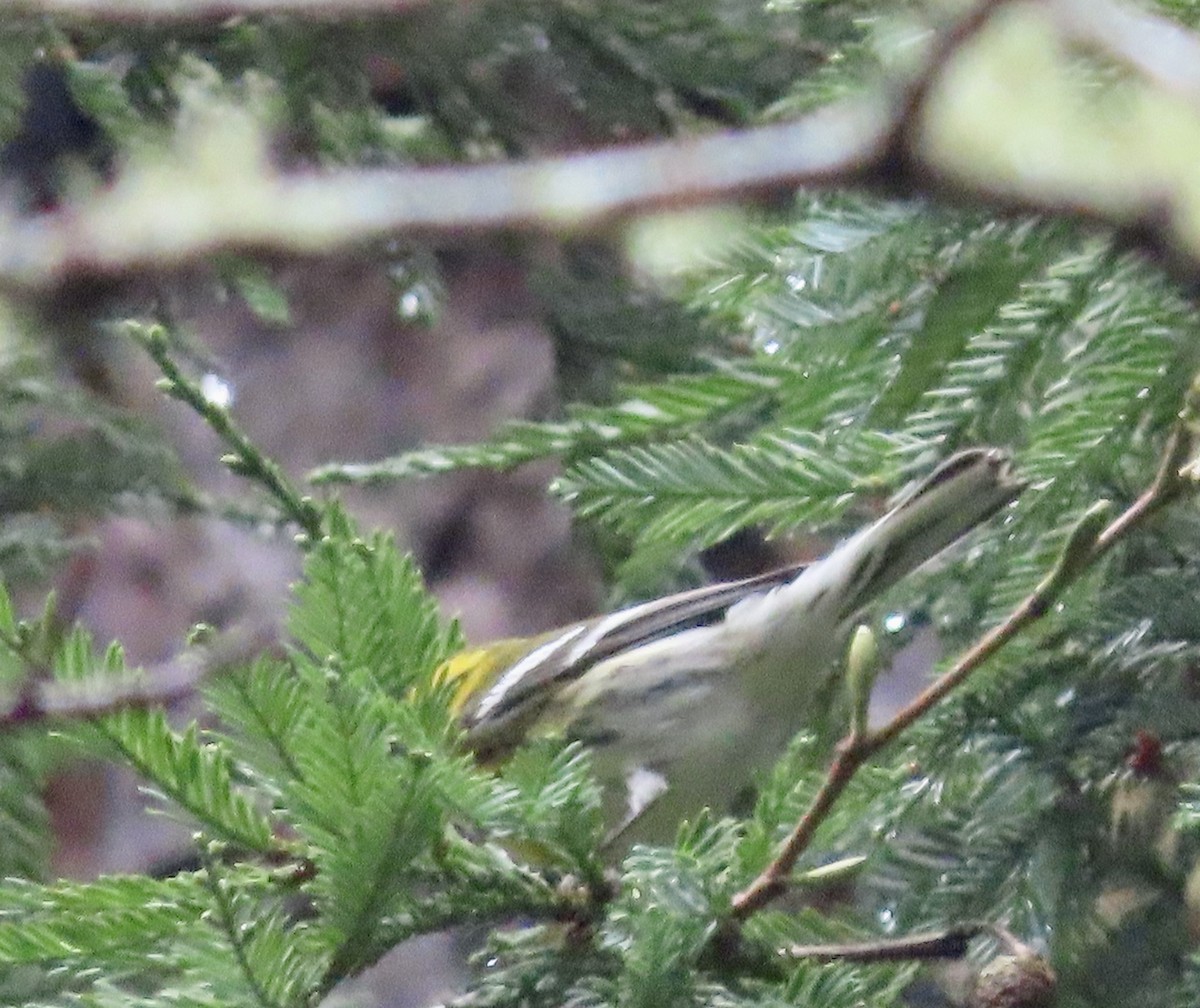 Townsend's Warbler - George Chrisman