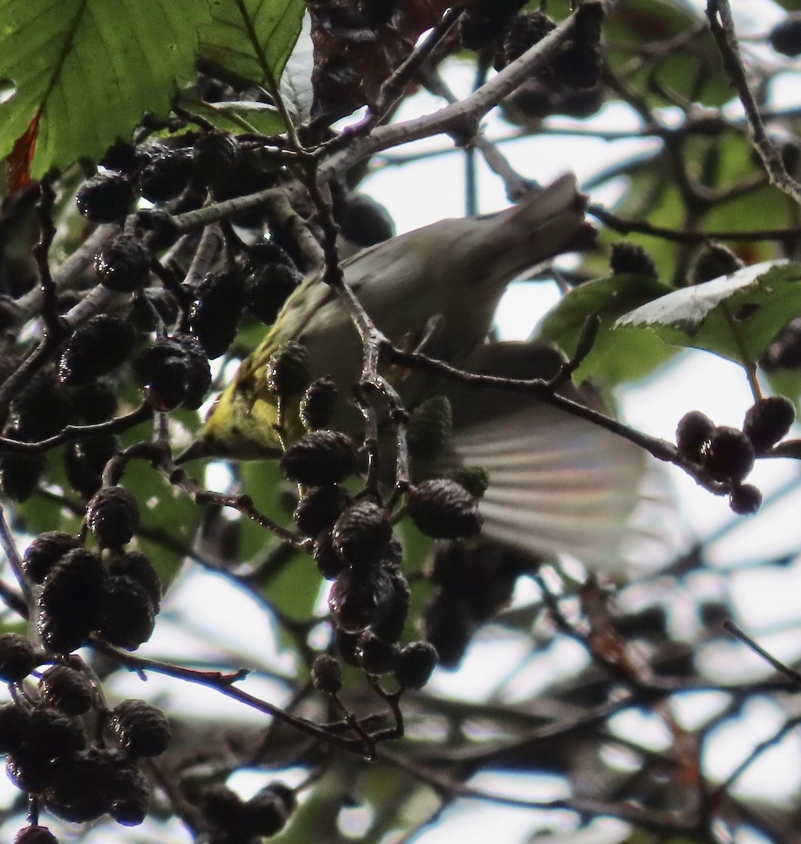 Townsend's Warbler - ML612469804