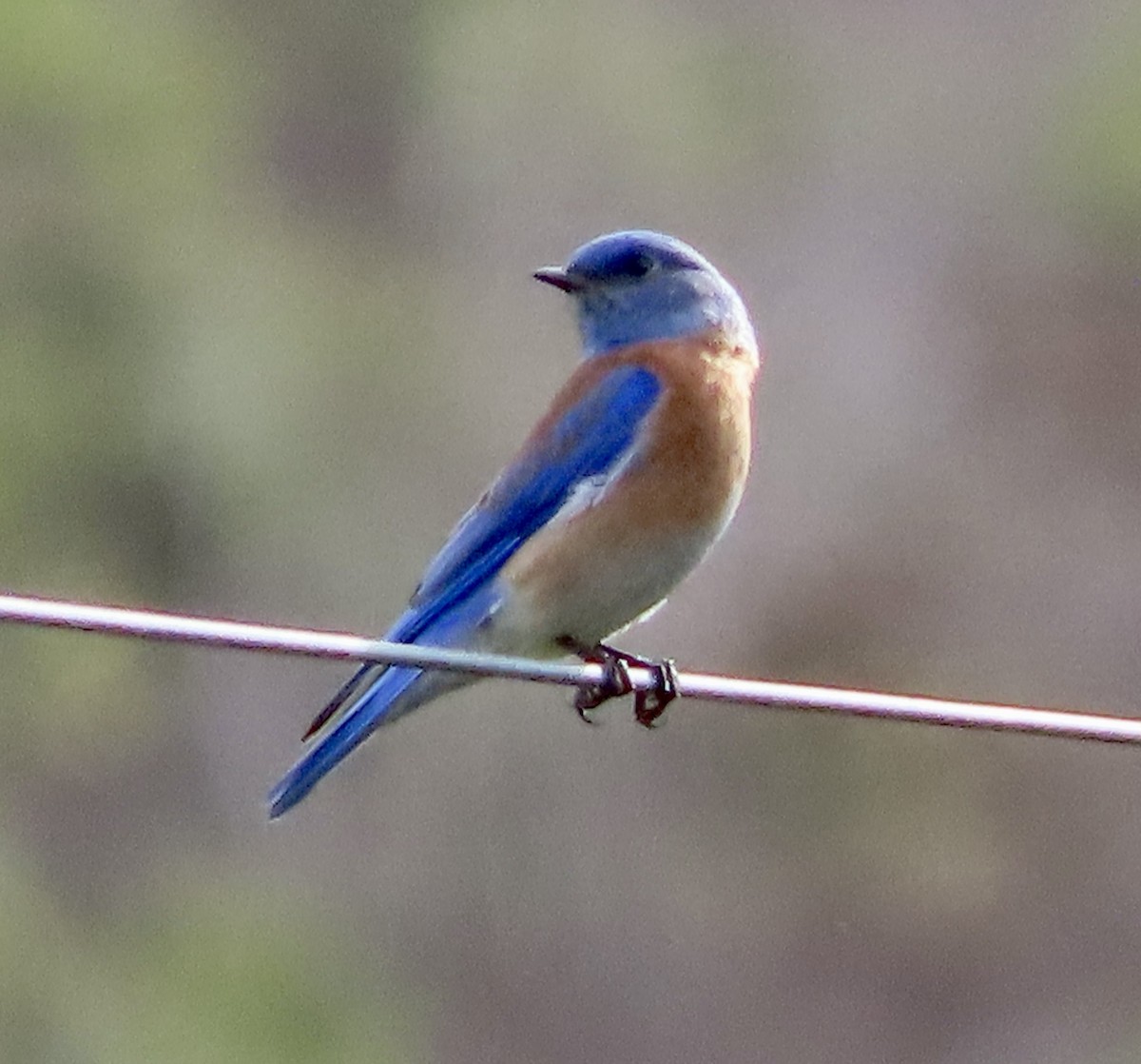 Western Bluebird - George Chrisman