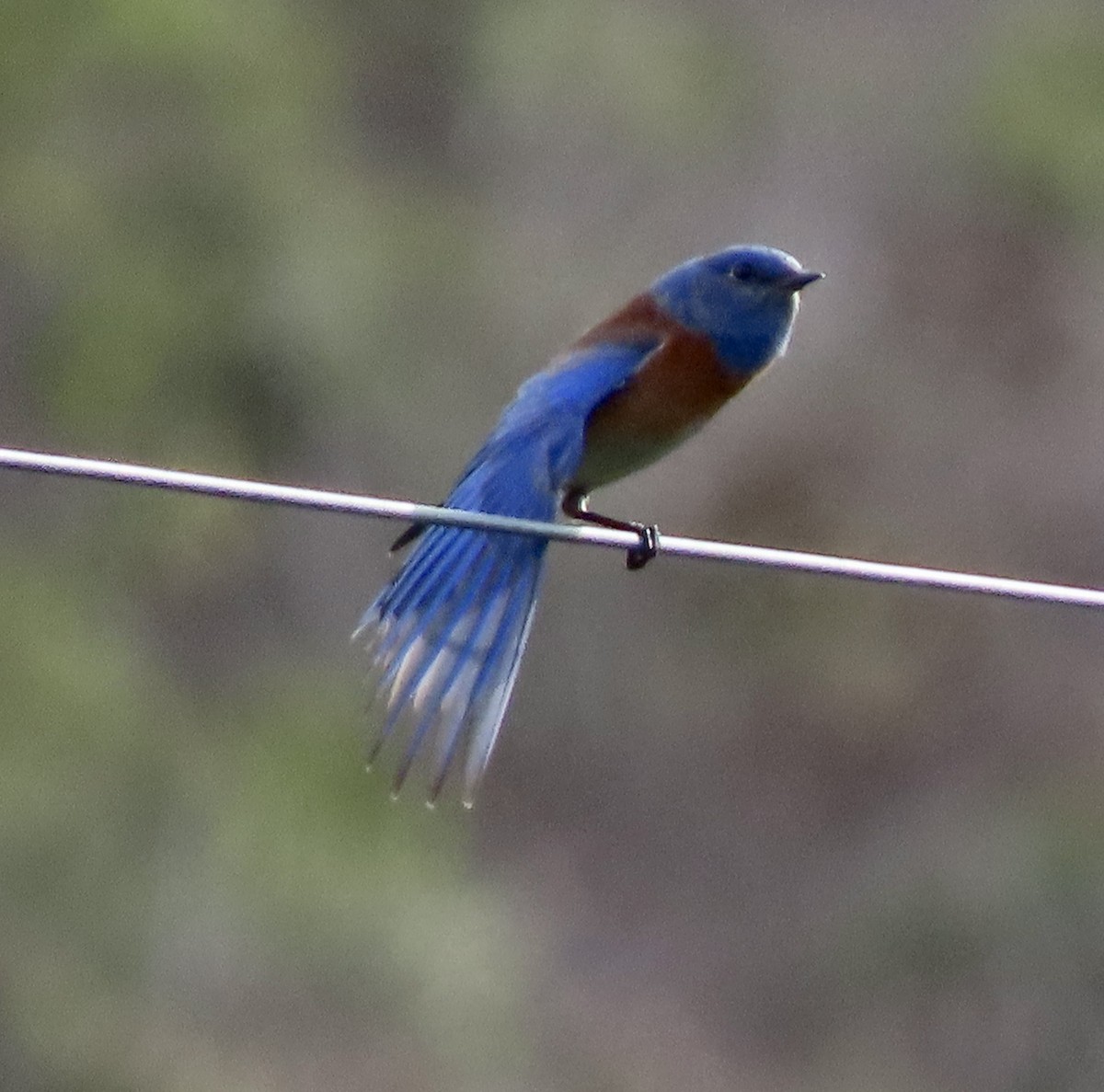 Western Bluebird - George Chrisman