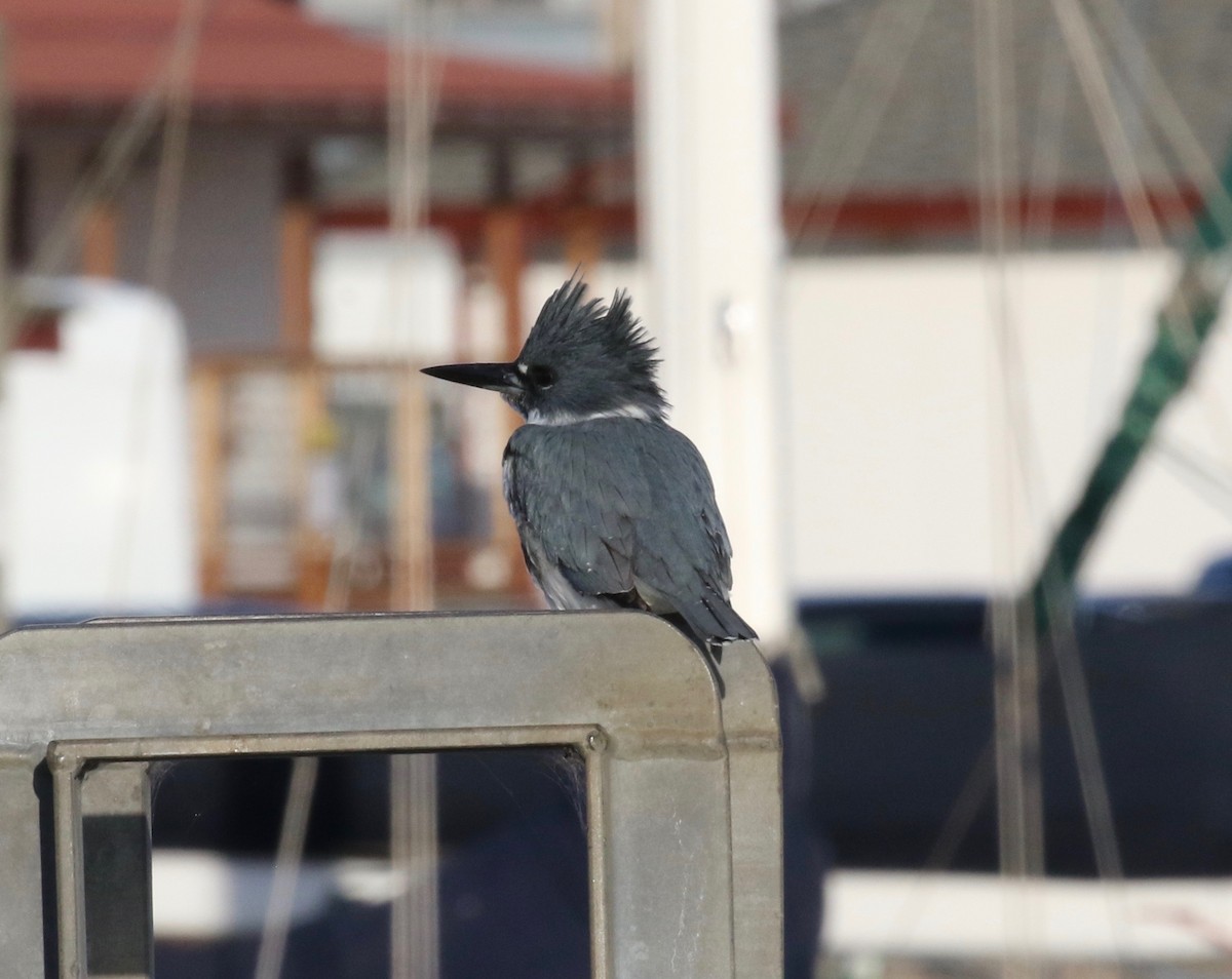 Belted Kingfisher - ML612469853