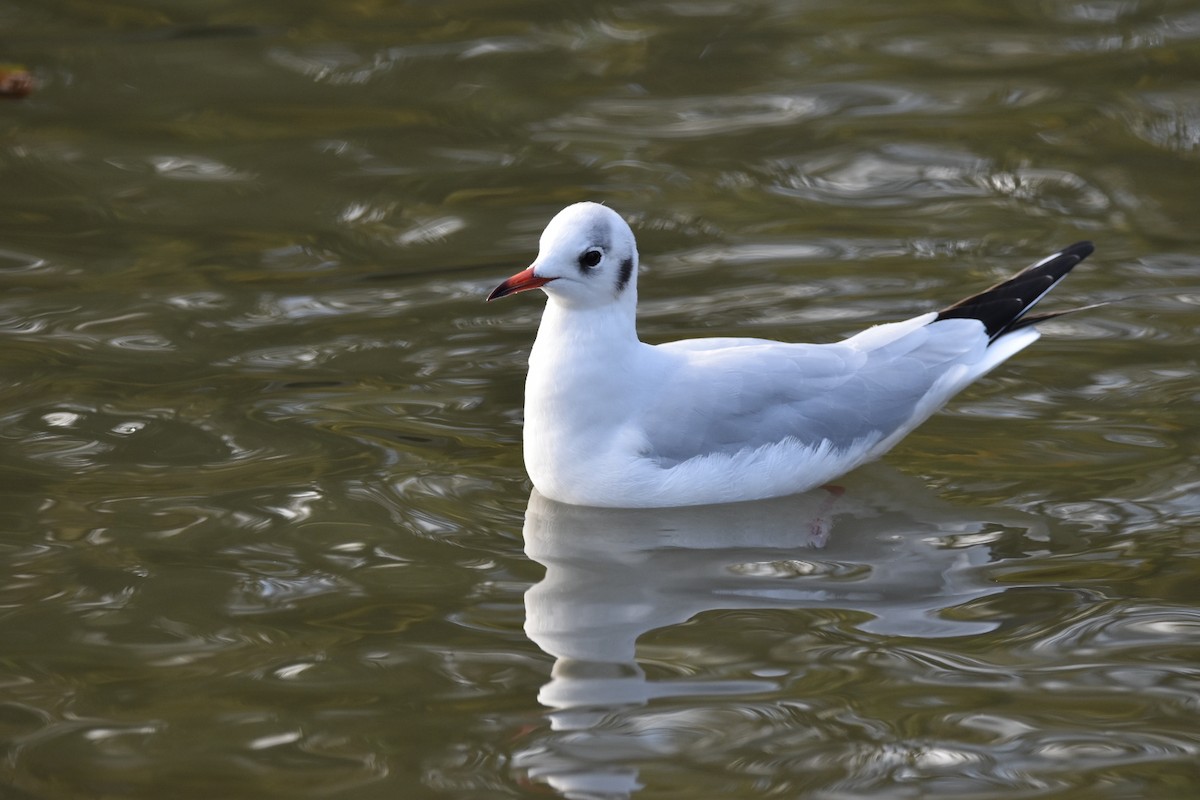 Black-headed Gull - ML612469943