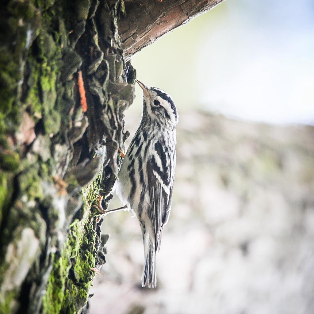 Black-and-white Warbler - ML612469972