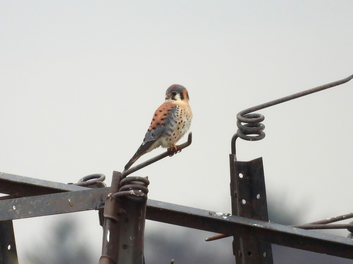 American Kestrel - Jenny Young