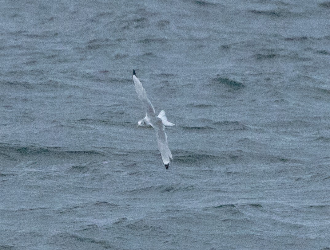 Black-legged Kittiwake - ML612469995