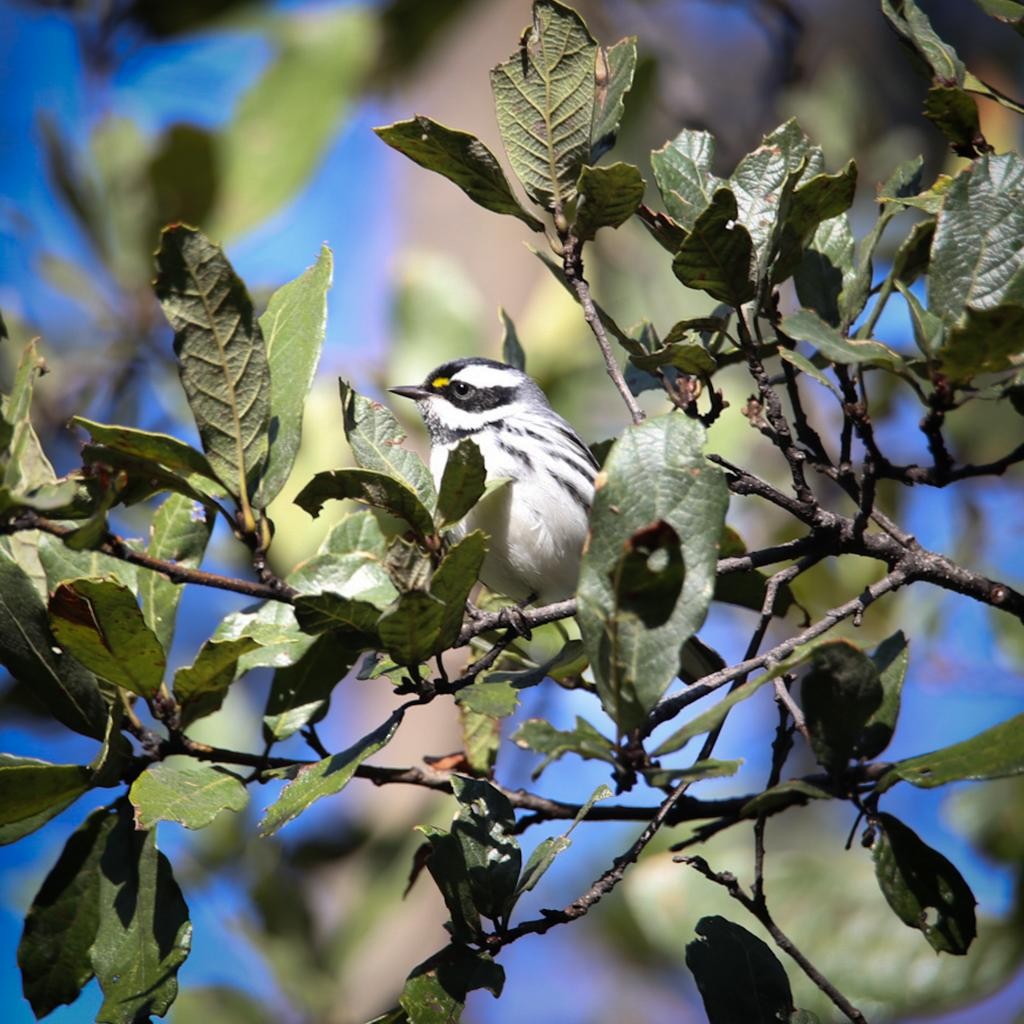 Black-throated Gray Warbler - ML612470000