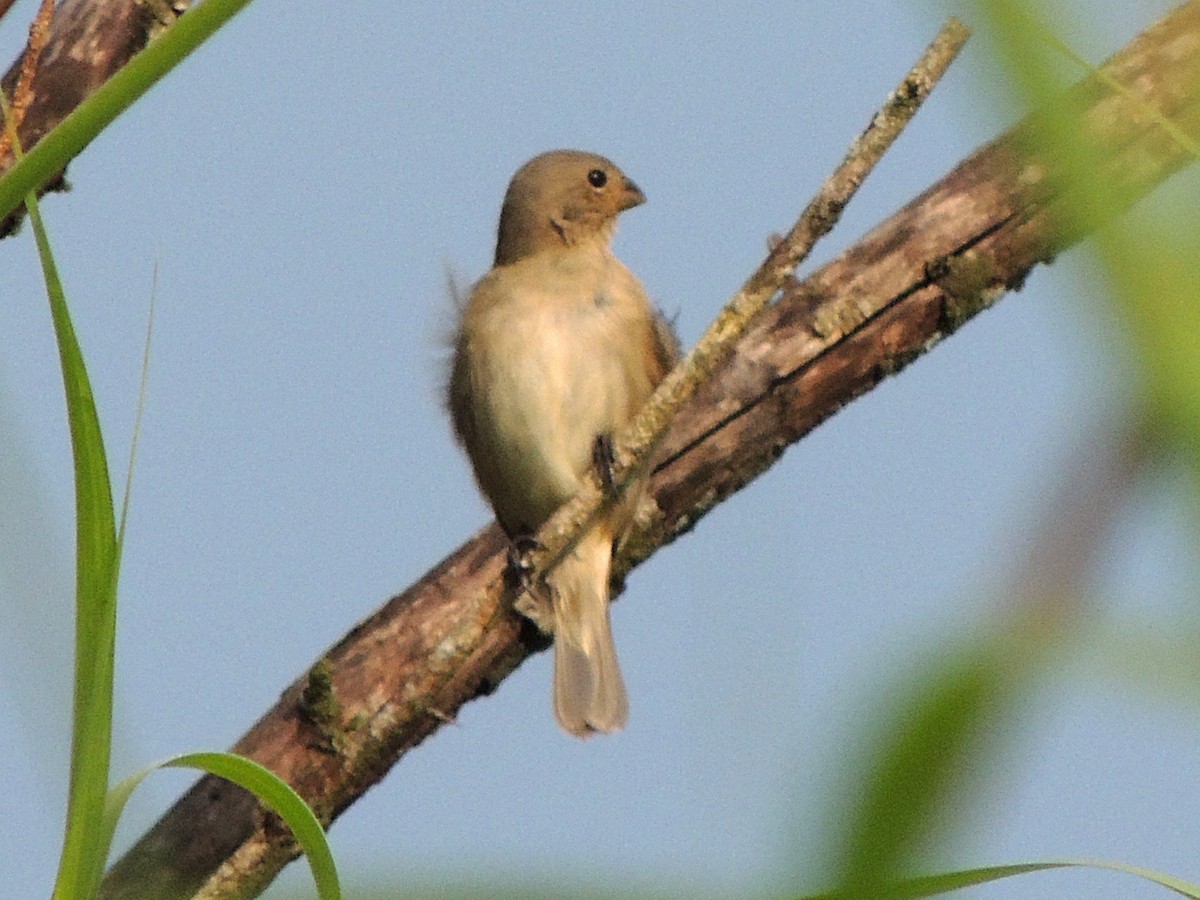 Double-collared Seedeater - ML612470047