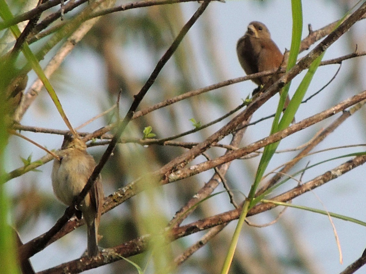 Double-collared Seedeater - ML612470049