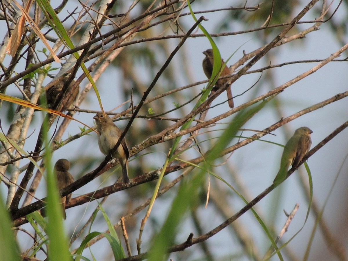 Double-collared Seedeater - ML612470050