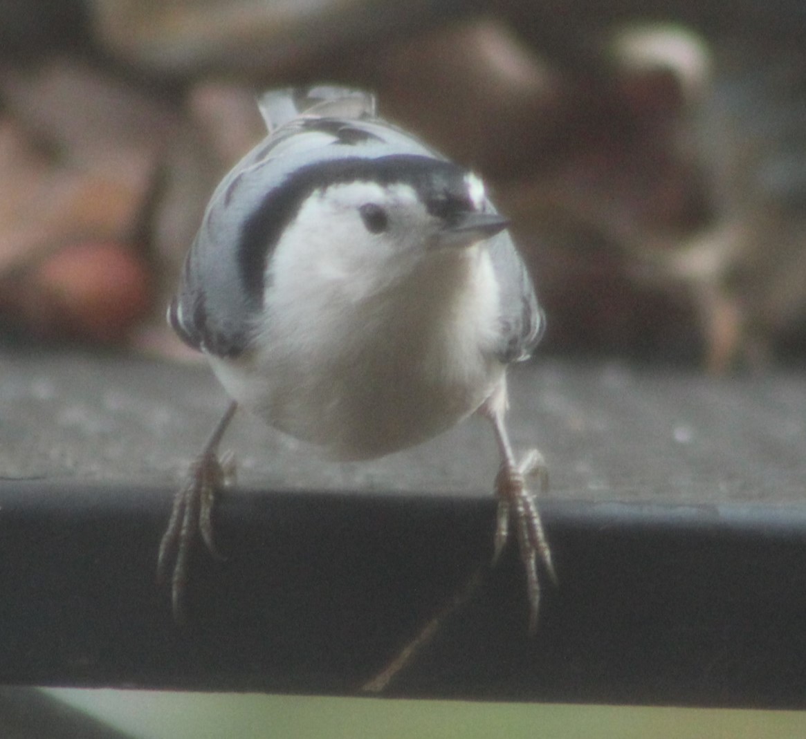 White-breasted Nuthatch - ML612470112