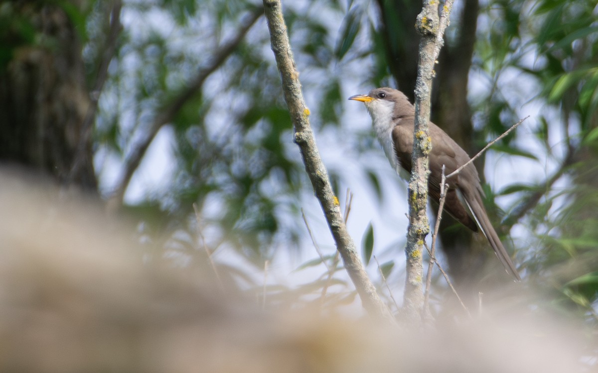 Yellow-billed Cuckoo - Rowan Gibson