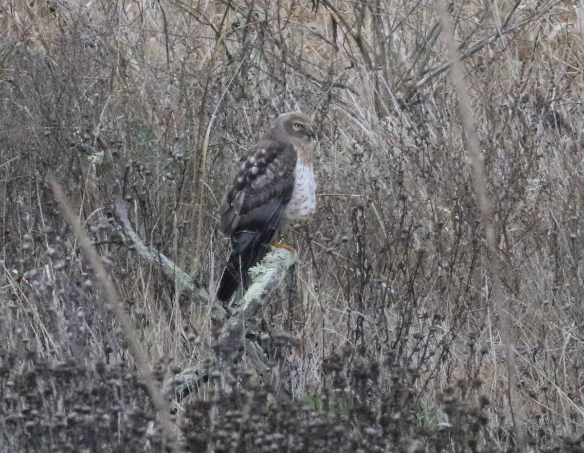 Northern Harrier - ML612470129