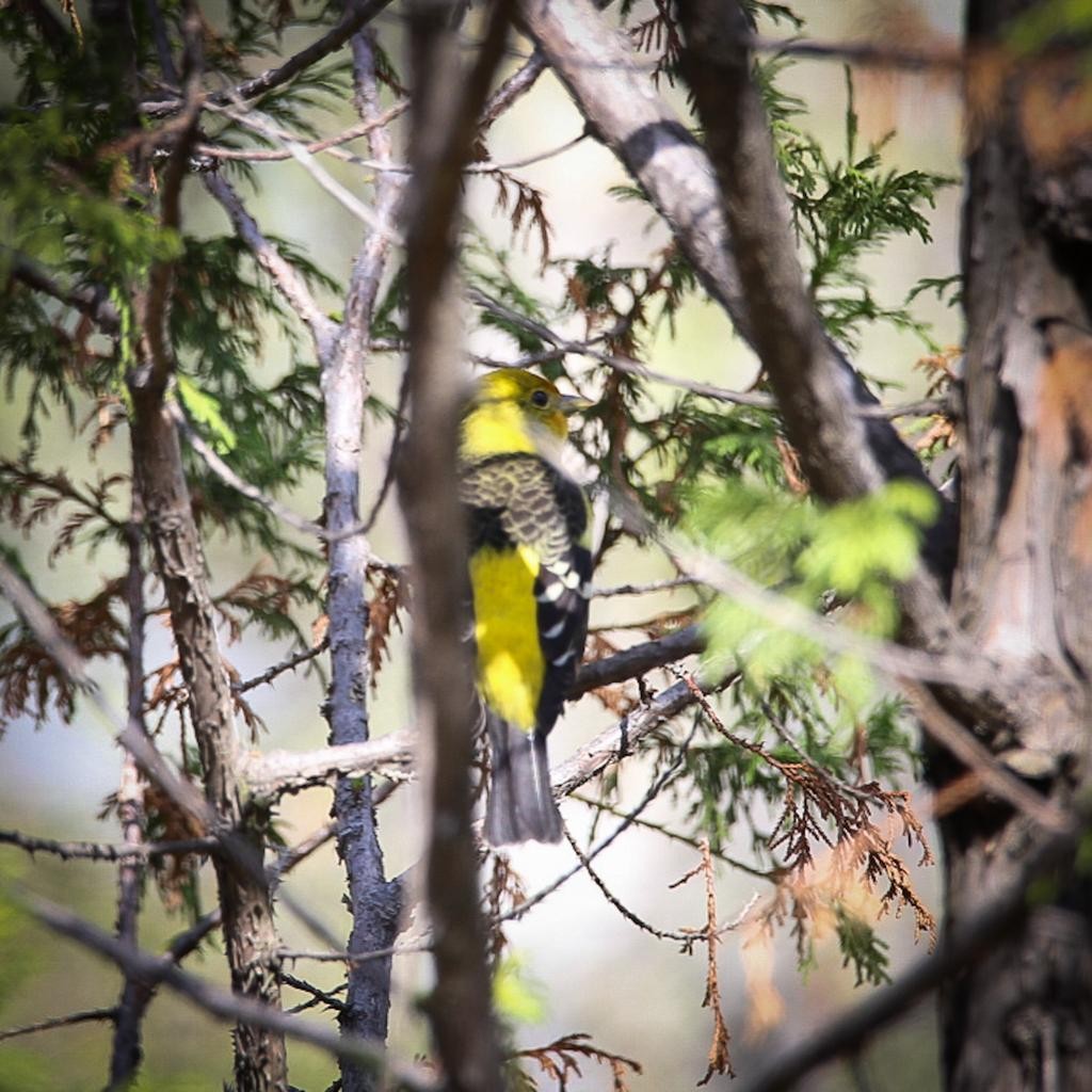 Western Tanager - ML612470148