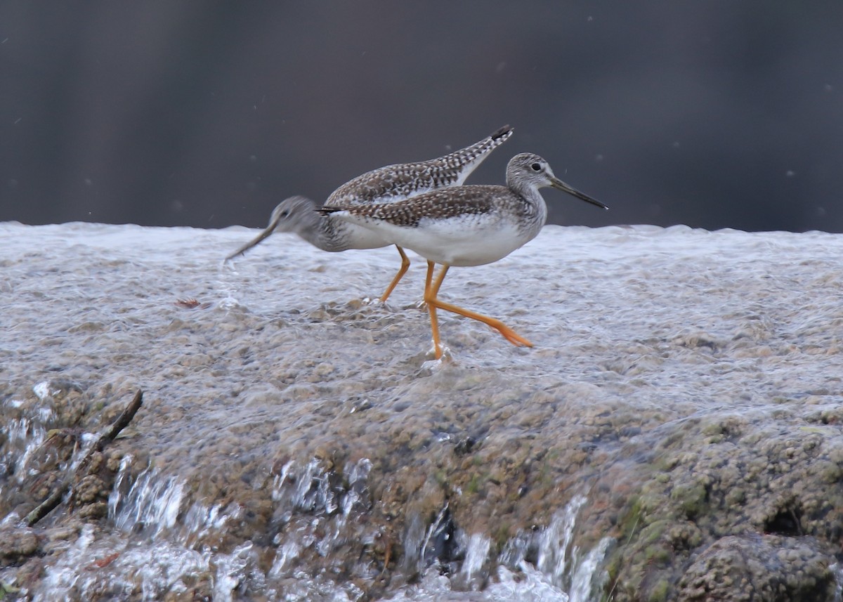 Greater Yellowlegs - Ruth King