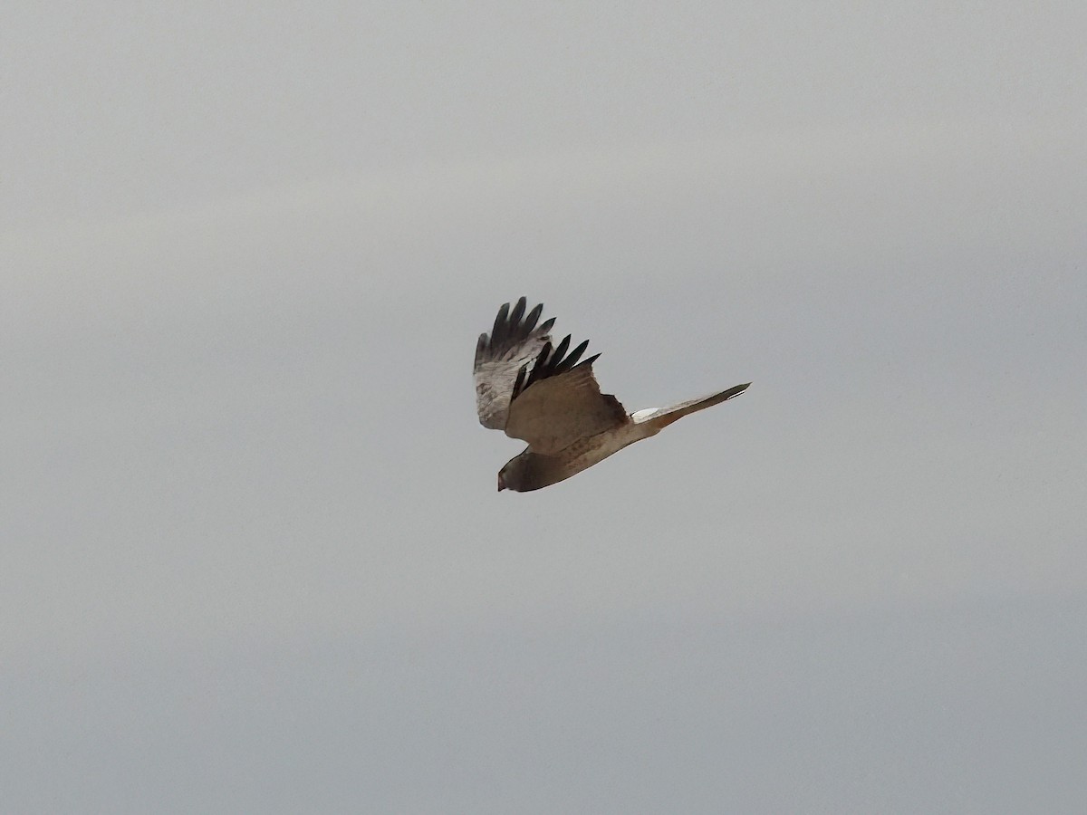 Northern Harrier - Jenny Young