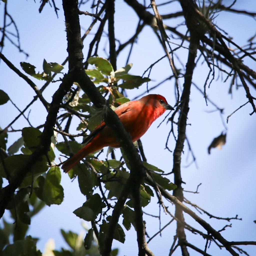 Hepatic Tanager - ML612470196
