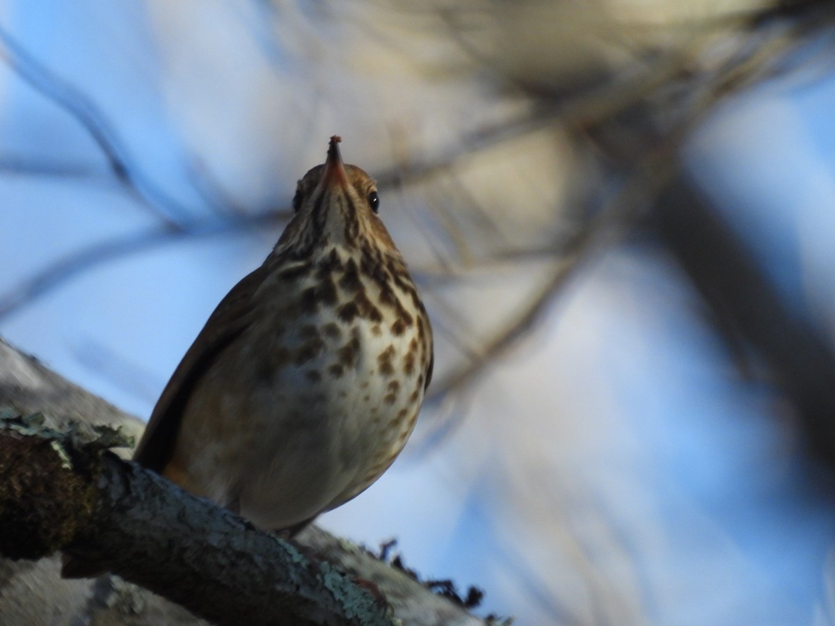 Hermit Thrush - ML612470226