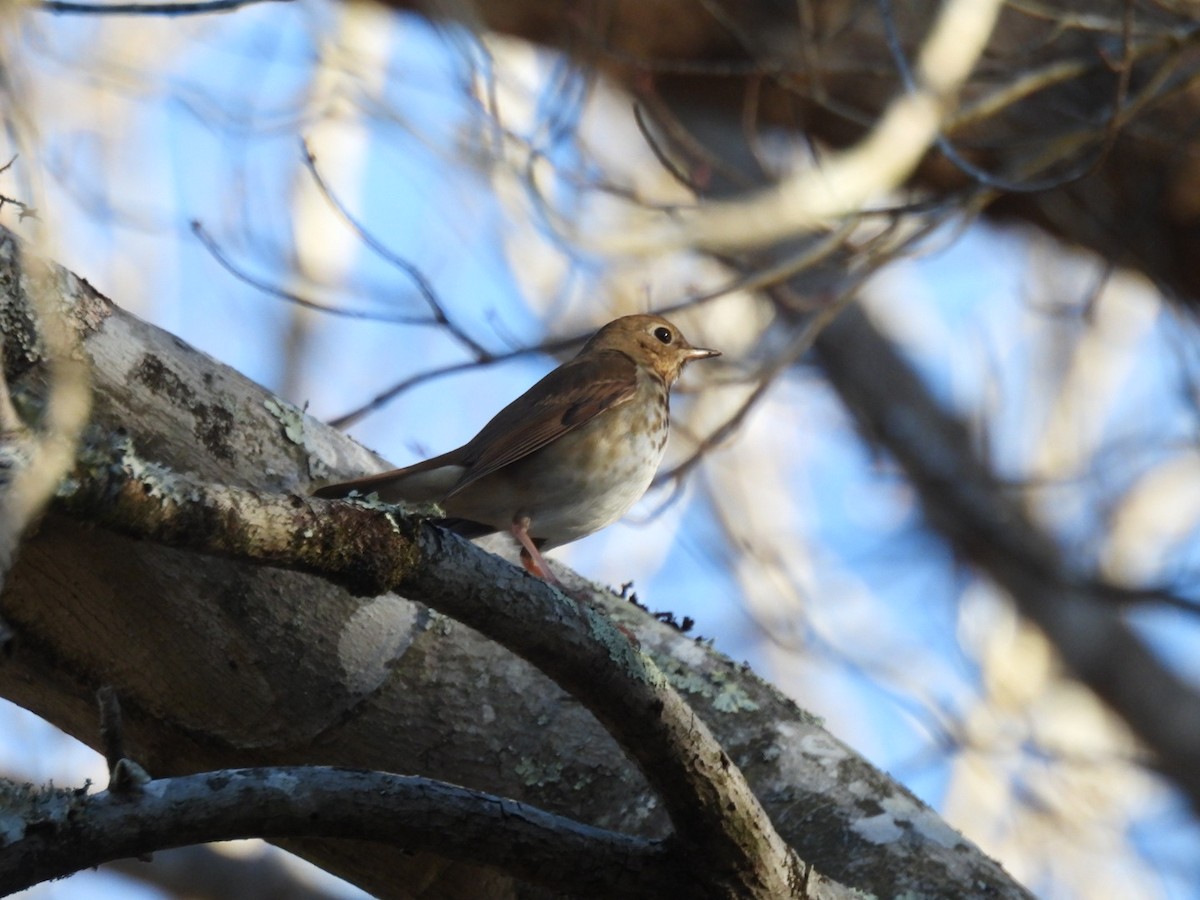 Hermit Thrush - ML612470227