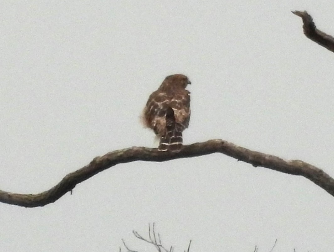 Red-shouldered Hawk - Jenny Young