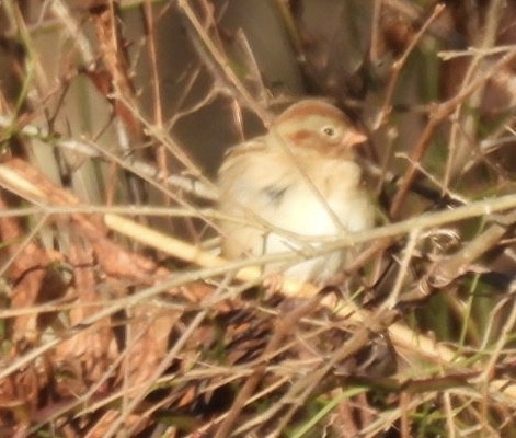 Field Sparrow - ML612470284