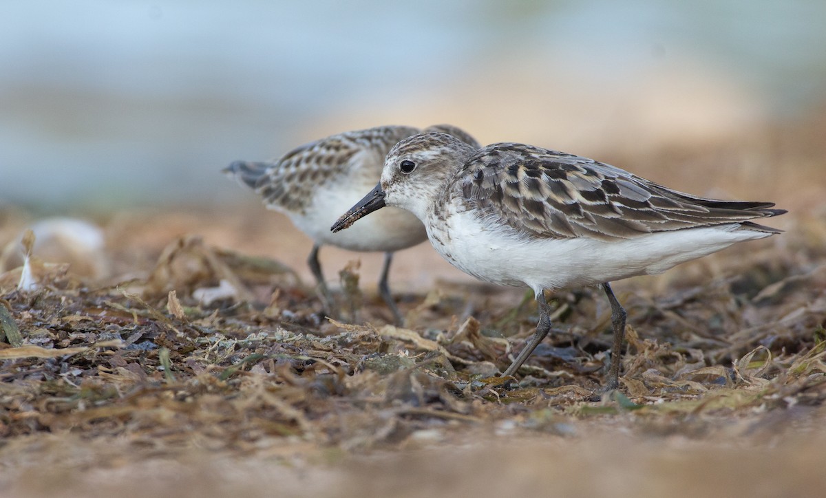 Semipalmated Sandpiper - Rowan Gibson