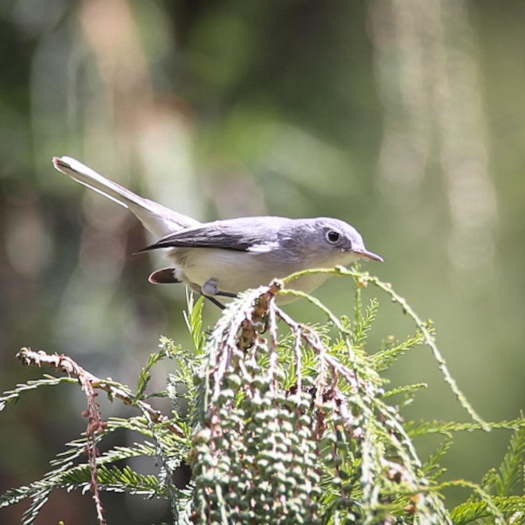 Blue-gray Gnatcatcher - ML612470407