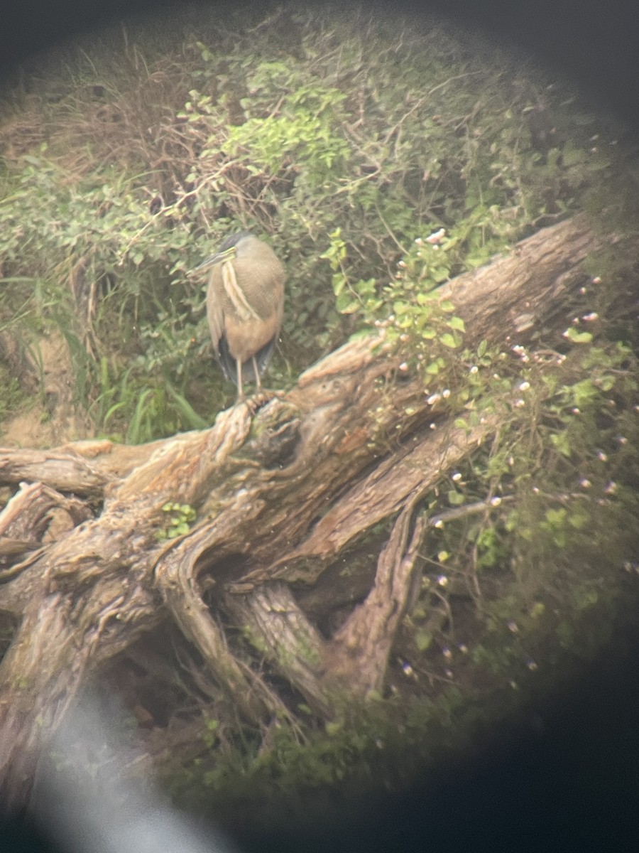 Bare-throated Tiger-Heron - David Bradford