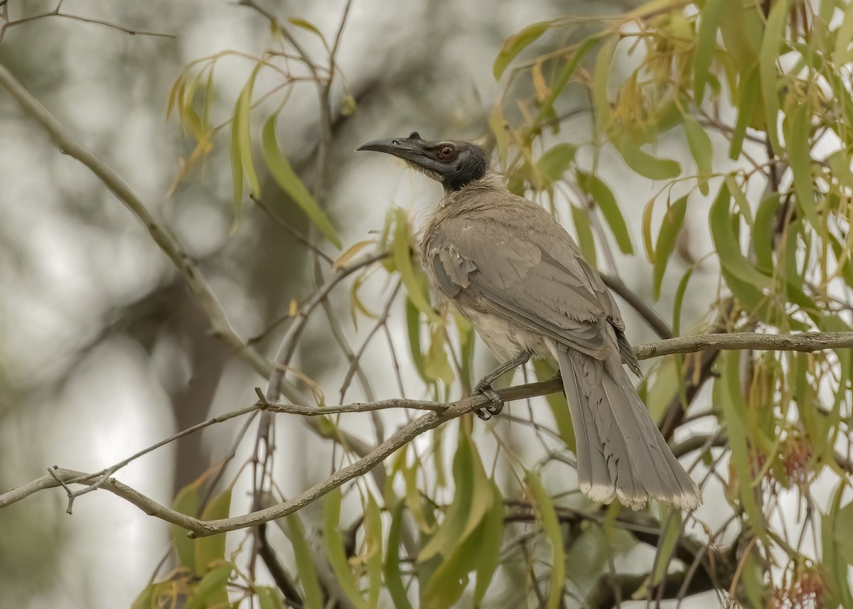 Noisy Friarbird - ML612470484