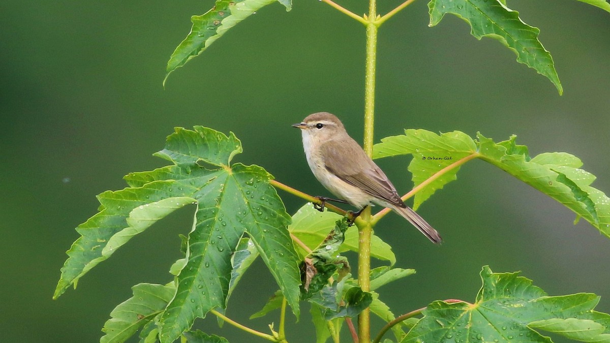 Mountain Chiffchaff - Orhan Gül
