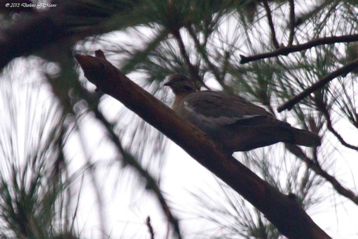 White-winged Dove - ML612470595
