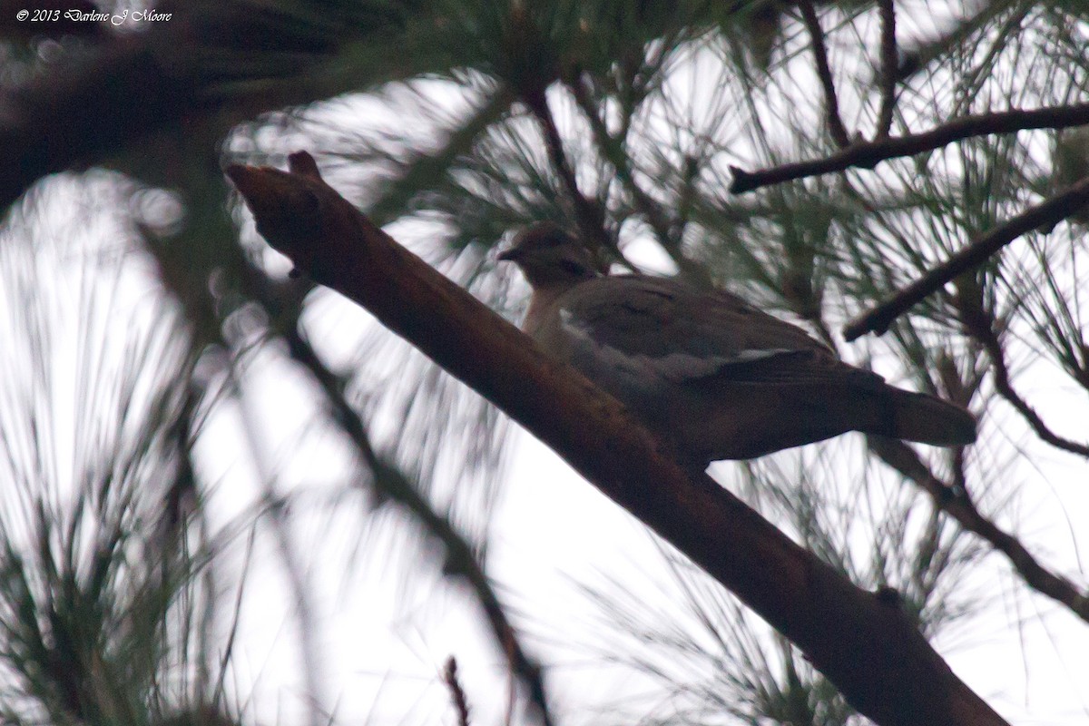 White-winged Dove - ML612470595