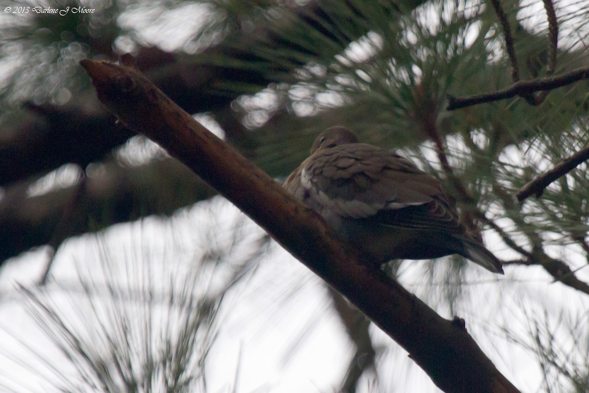 White-winged Dove - ML612470596