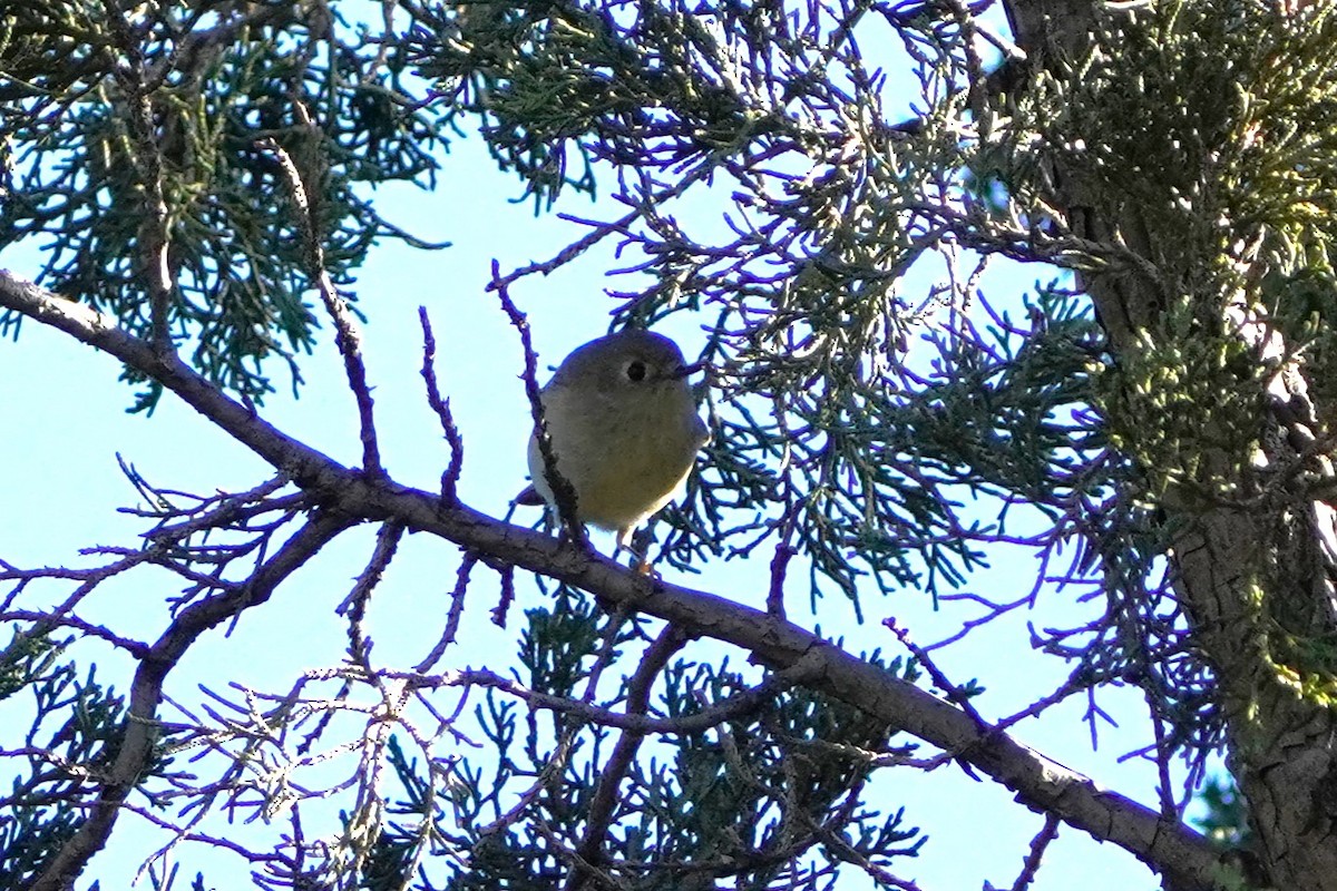 Roitelet à couronne rubis - ML612470696