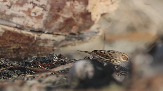 Little Bunting - ML612470797