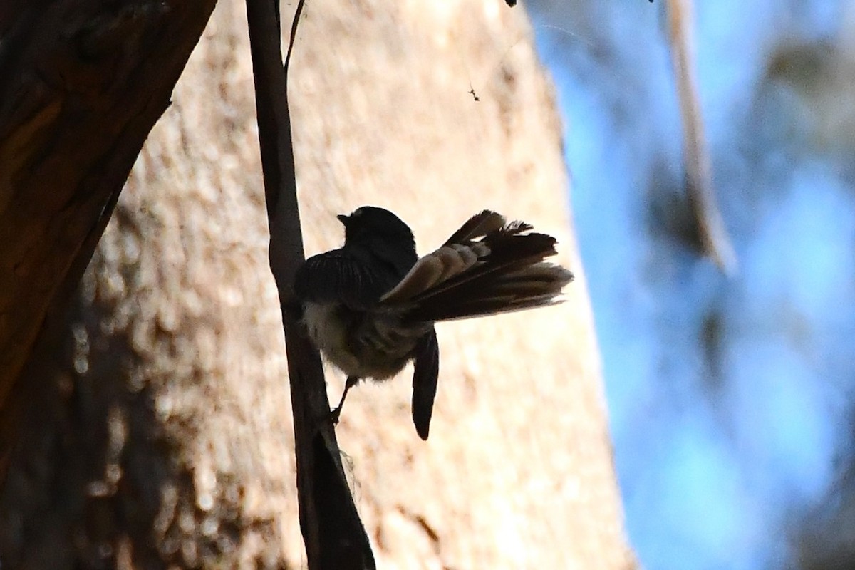 Gray Fantail - ML612470859