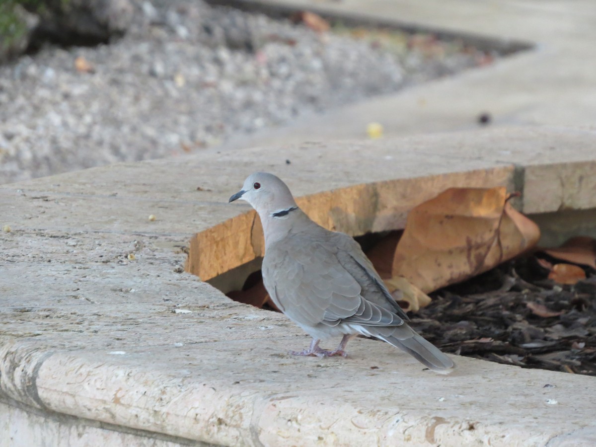 Eurasian Collared-Dove - ML612470866