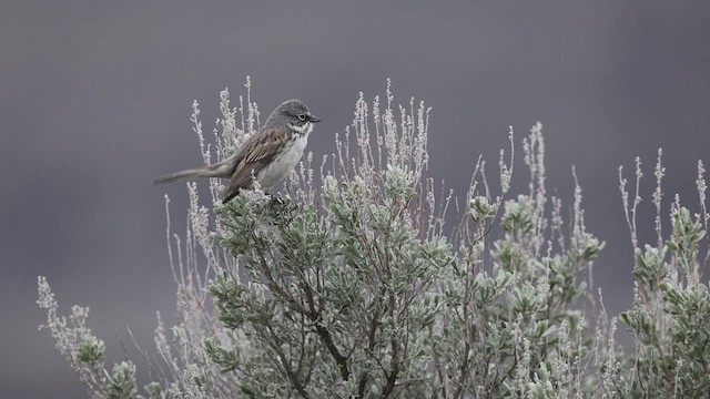 Chingolo de Nevada - ML612470897