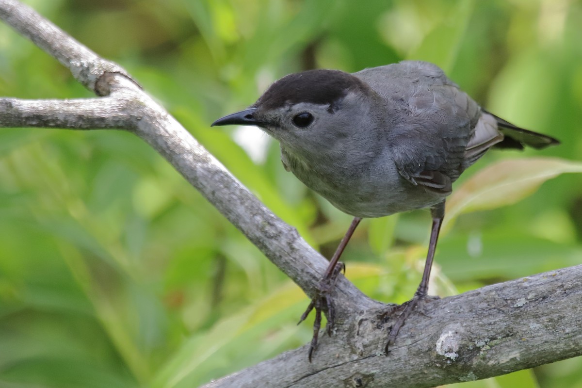 Gray Catbird - ML612470966