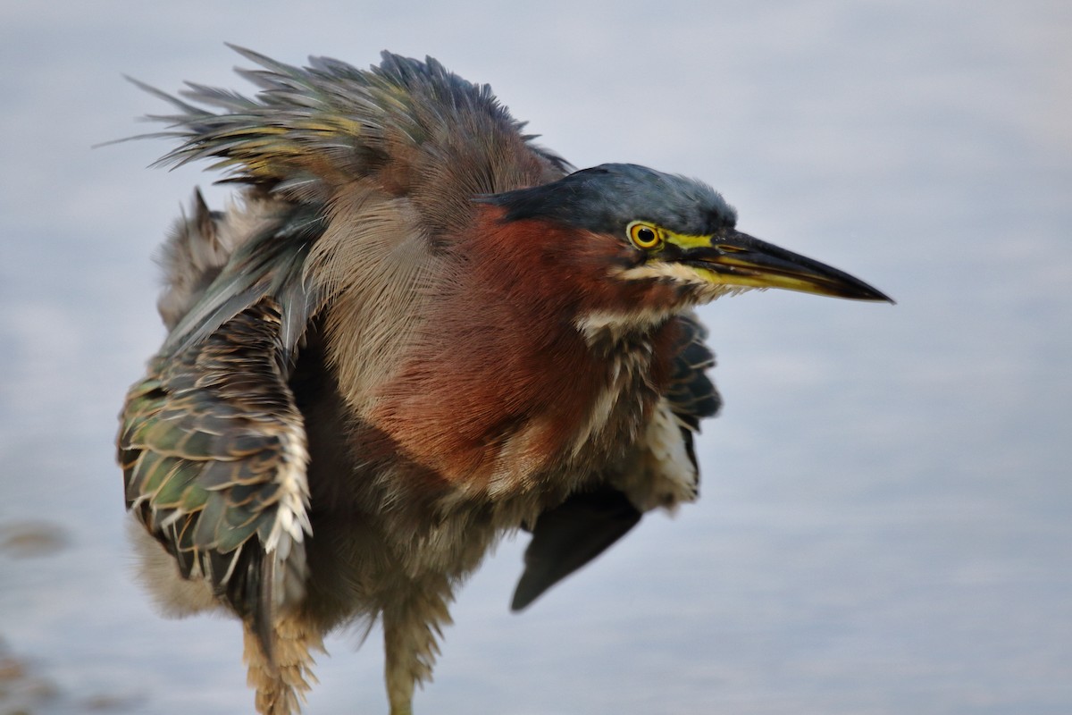 Airone verde - ML612470992