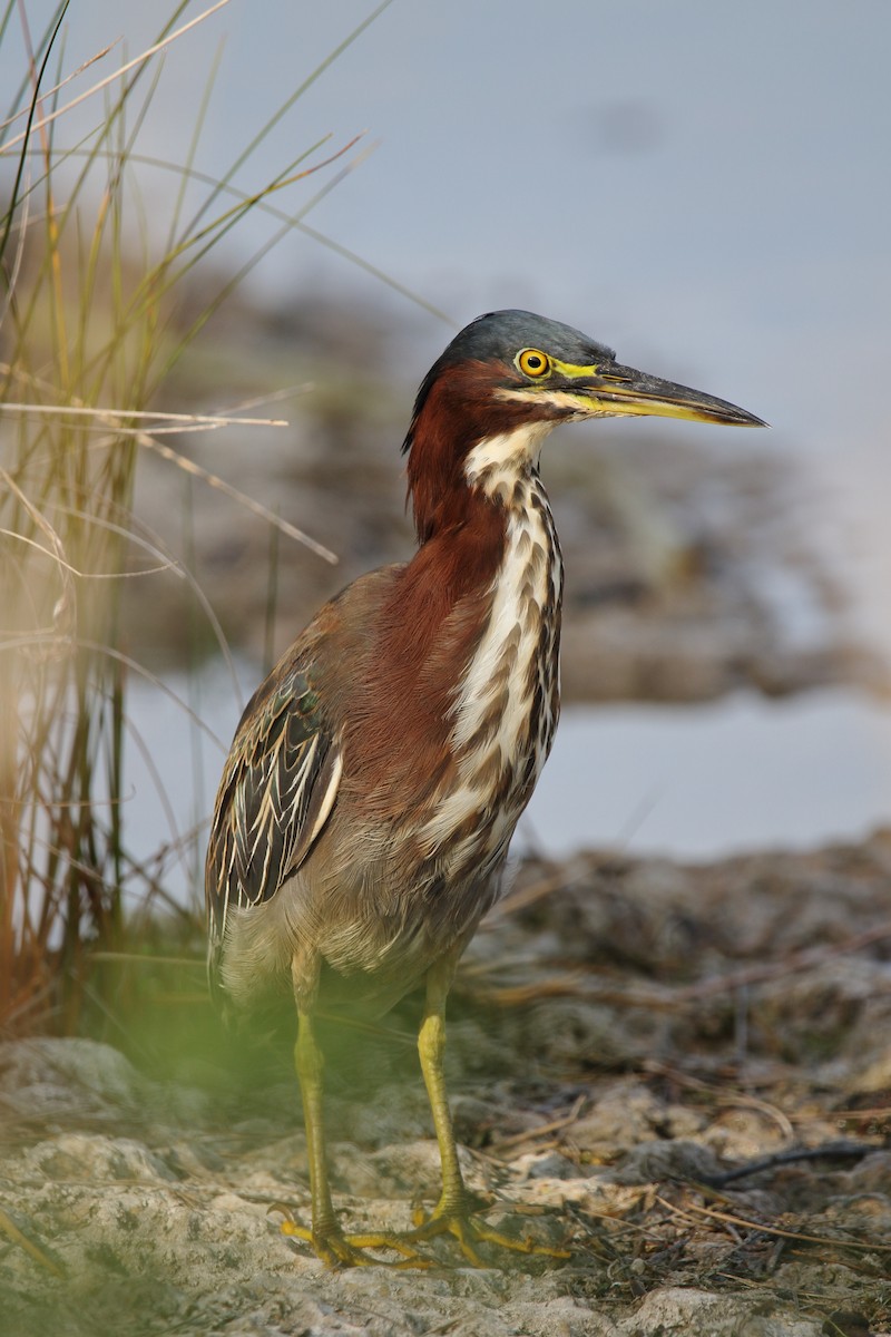 Airone verde - ML612470993