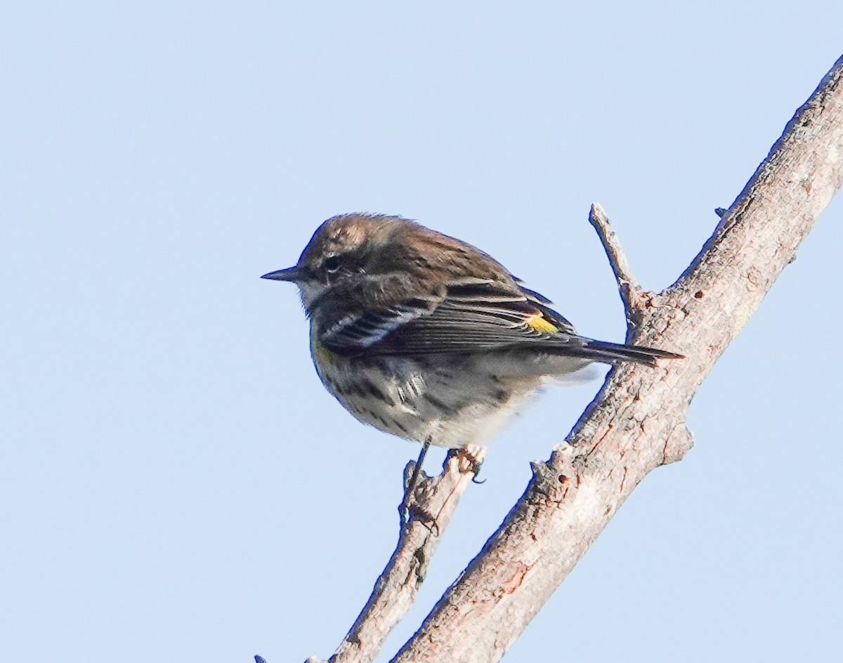 Yellow-rumped Warbler - ML612470996