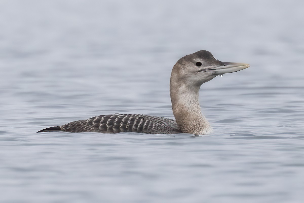 Yellow-billed Loon - Nita Wu