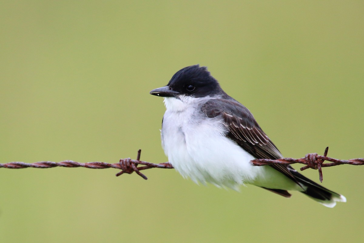 Eastern Kingbird - ML612471055