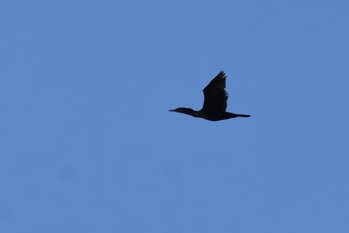 Double-crested Cormorant - ML612471106