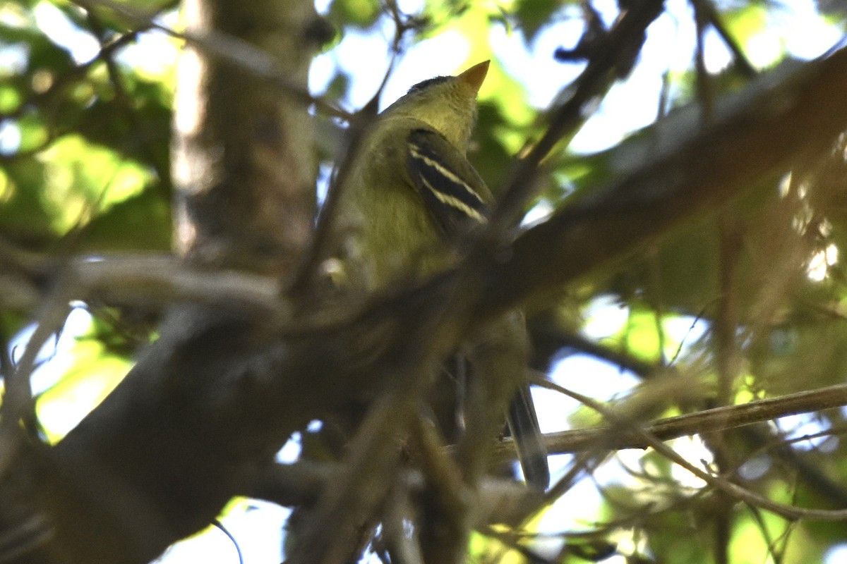 Yellow-bellied Flycatcher - ML612471142