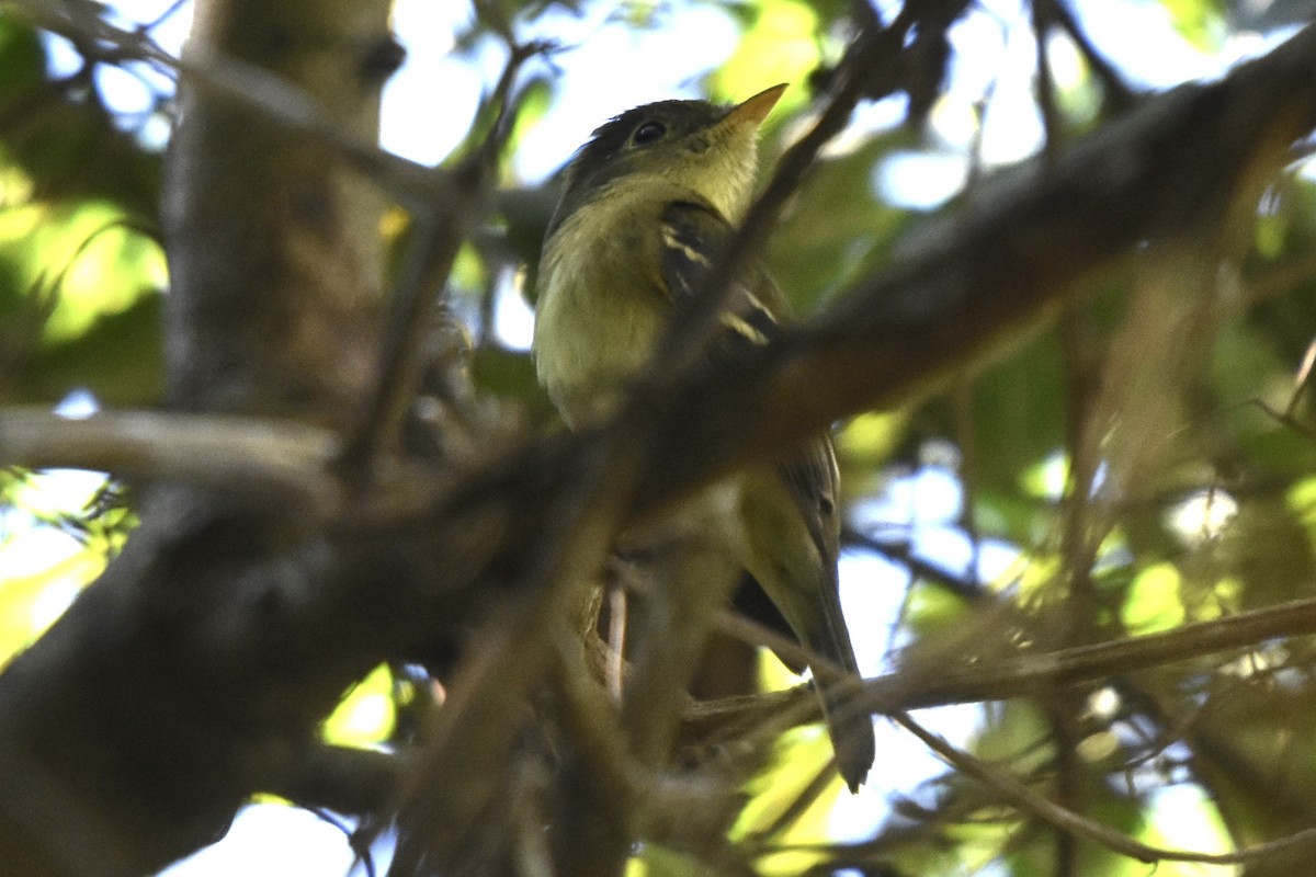 Yellow-bellied Flycatcher - ML612471143