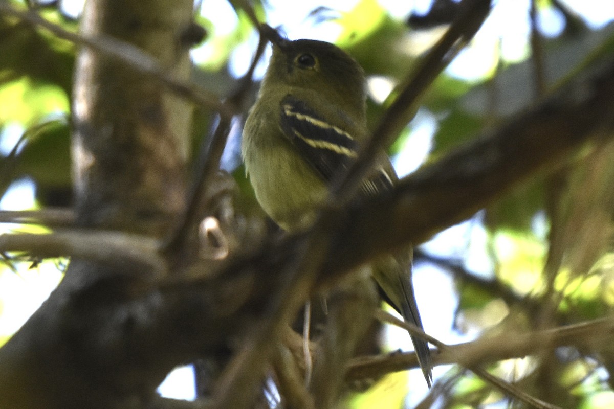 Yellow-bellied Flycatcher - Max Laubstein