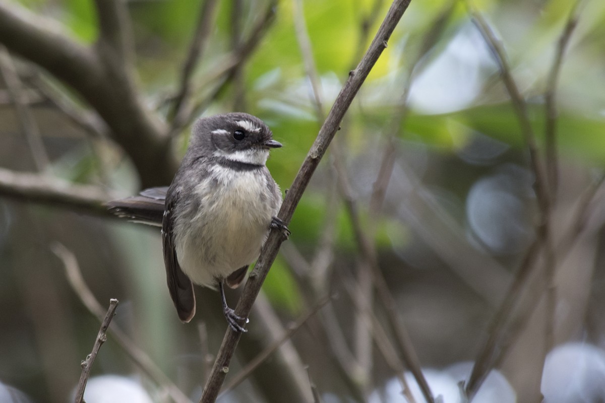 Gray Fantail - ML612471215