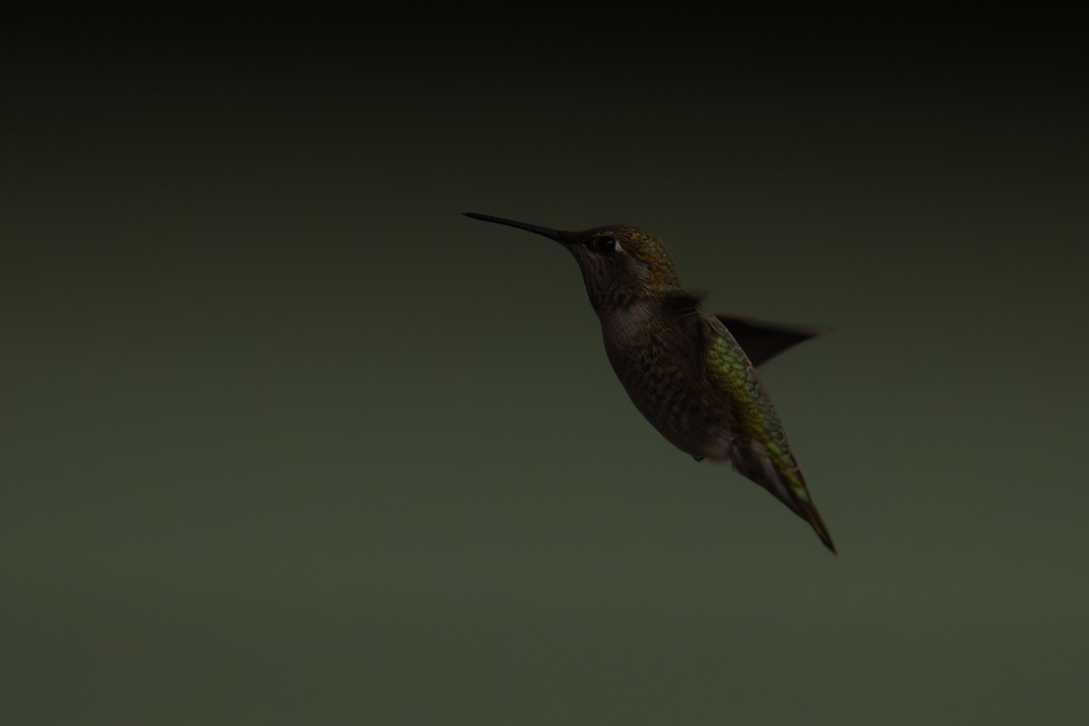 Anna's Hummingbird - ML612471229