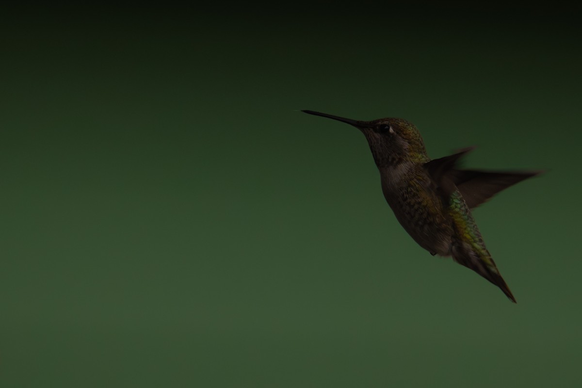 Anna's Hummingbird - ML612471230